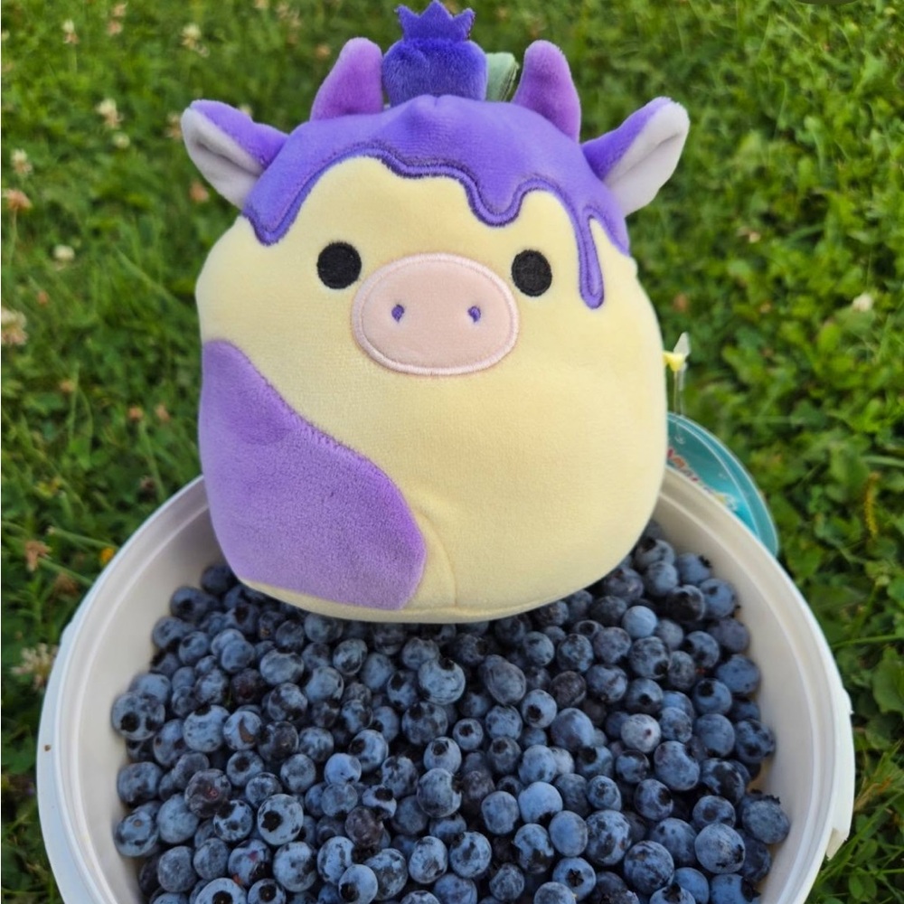 NEW! Benito the Blueberry Cow Squishmallow 5” NWT
